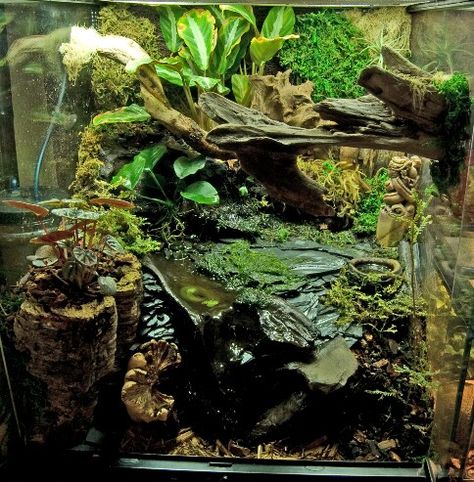 Waterfall Dart Frog Vivarium Waterfall, Dart Frog Terrarium, Tree Frog Terrarium, Frog Vivarium, Dart Frog Vivarium, Gecko Vivarium, Vivarium Ideas, Bioactive Vivarium, Frog Habitat