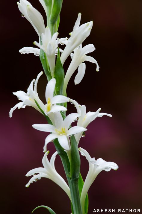 Tuberose / 'Rajnigandha' / 'Raat ki Rani' / Queen-of-the-Night: Polianthes tuberosa [Family: Asparagaceae] Polianthes Tuberosa, Pinterest People, Buttercup Flower, Indoor Flowering Plants, Queen Of The Night, Indian Flowers, Fragrant Plant, Moon Garden, Bedroom Plants