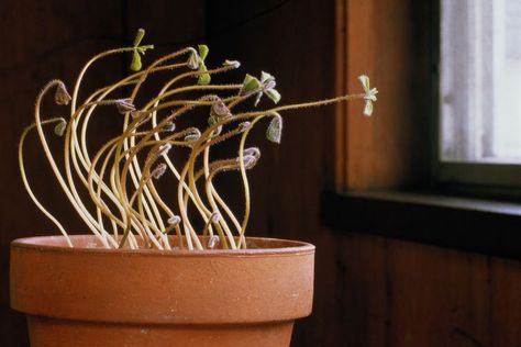 Ginseng Plant, Organizational Psychology, Managing People, Vertical Planter, Conscious Awareness, Business Review, Harvard Business, Harvard Business Review, Product Management