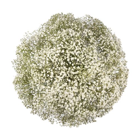 Gypsophila Centrepieces, Wilted Flowers, Flowers Last Longer, Long Vase, Different Design Styles, Seeded Eucalyptus, Baby Breath, Bloom Baby, Members Mark