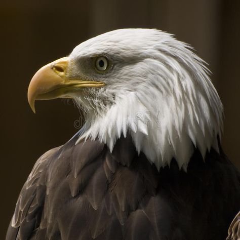 Eagle Profile, Eagle Side Profile, Bald Eagle Black And White, Bald Eagle Aesthetic, Bald Eagle Portrait, Bald Headed Eagle, Wood Burning Patterns Stencil, Eagle Images, Eagle Bird