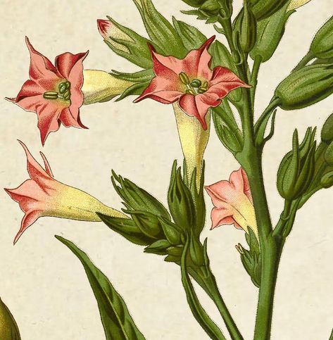 Nicotiana Plant, Elizabethan Aesthetic, Herb Tattoo, Tattoo 2022, Christmas Tree Poster, History Aesthetic, Flower Growing, Fruit Flowers, Plant Painting