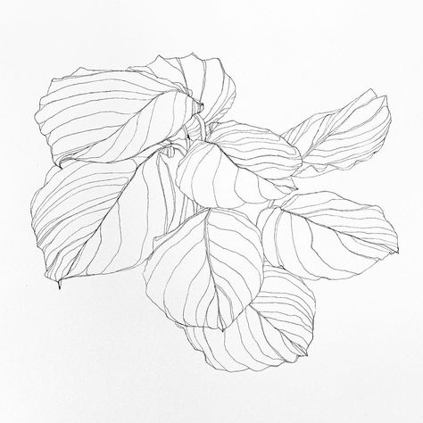 Bethany Rae Souder on Instagram: “• calathea medallion # 4 • #bethanyraestudio #art #drawing #botanicaldrawing #urbanjungle” Calathea Drawing, Calathea Tattoo, Printable Drawings, David Tattoo, Plant Tattoo, Abstract Geometric Art, White Illustration, Art Tattoos, Botanical Drawings