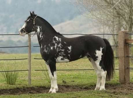 Tennessee Walker Horse, Coat Ideas, Indian Horses, American Paint Horse, Horse Coats, Horse Games, Pinto Horse, Paint Horse, American Paint