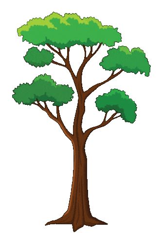 Fir Tree Sticker by Kew Gardens for iOS & Android | GIPHY Tree Animation, Tree Animated, Tree Video, Walking Animation, Fiat Argo, Tree Sticker, Teacher Classroom Decorations, Animal Cutouts, Cartoon Trees