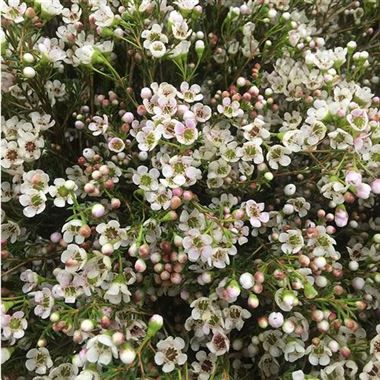 Maya is a mostly white Waxflower with a slight hint of pale pink in the tiny centre of the flowers. 70cm tall & wholesaled in 25 stem wraps - a great filler flower when in season. White Waxflower, November Flowers, Bohemian Wedding Flowers, White Wax Flower, Dutch Flowers, Flower Identification, Wax Flower, Australian Native Flowers, Florist Supplies