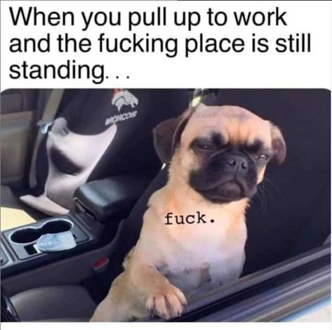 Grumpy Cats, Workplace Humor, Work Quotes Funny, Nursing Memes, Carl Grimes, Work Jokes, Office Humor, Work Memes, Scorpio Zodiac