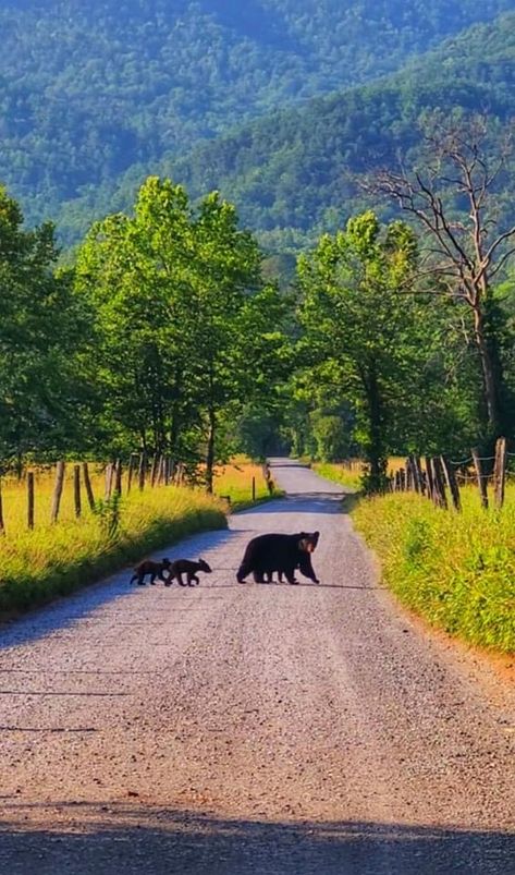 Cades Cove Photography, Smokey Mountains Vacation, Smoky Mountains Tennessee, Cades Cove Tennessee, Gatlinburg Vacation, Black Bears, Gatlinburg Tennessee, Senior Trip, Cades Cove