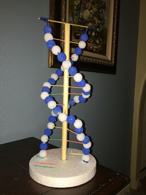 DNA Helix; My daughter and I created the helix with foam balls, string toothpicks and skewers.    Paint 1/2 of the foam balls one Color and use the white for the sugar and the other for the phosphate group.  Use colored toothpicks the the different bases.   One dowel rode for support and a glue gun.    She skews are used to put holes in the balls. Paint them in the skewer it is easier. Dna Helix Model, Dna Double Helix Model, Model Dna, Dna Model Project, Molecule Model, Bio Project, Dna Drawing, Dna Lab, Dna Project