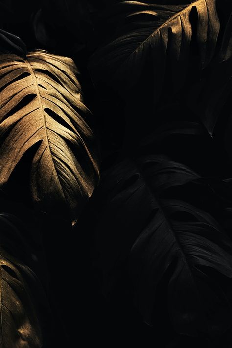 Golden monstera leaves background design resource  | premium image by rawpixel.com / eyeeyeview Black And Gold Asthetics, Black And Golden Aesthetic, Black And Gold Wallpaper Iphone, Background Design For Editing, Black Textured Wallpaper, Gold And Black Wallpaper, Gold And Black Background, Black And Gold Aesthetic, Golden Wallpaper