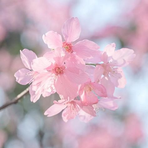 "🌺 Bloom on Your Table with Sakura Bowls! 🌸✨ �🌸 What’s your favorite way to add a touch of elegance to your table? Let me introduce you to something truly magical! Our cherry blossom-shaped bowls will transform your dining experience. Imagine the beauty of sakura blossoms 🌺 right on your table, making every meal special and elegant.✨ These bowls are lit AF! 🌺 Picture this: a serene, cherry blossom-filled scene as you enjoy your meal. Our sakura bowls aren't just dishes; they’re a piece of art... Sakura Blossoms, Sakura Aesthetic, Bae Gift, Lit Af, Cherry Blossom Cake, Cherry Blossom Wallpaper, Scenery Photos, Sakura Cherry Blossom, Elegant Dining