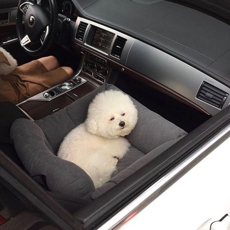 Bichon Frise Aesthetic, Pretty Puppies, Bichon Dog, Bichon Frise Puppy, Bichon Frise Dogs, Super Cute Puppies, Animal Cute, Cute Wild Animals, Bichon Frise