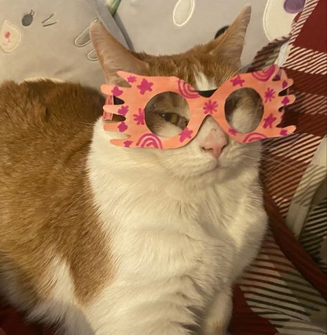 My cat Blaze being an absolute icon with his luna lovegood glasses handmade by mwah. Luna Lovegood Icon, Luna Lovegood Pfps, Luna Lovegood Aesthetic Photos, Luna Lovegood Aesthetic Icons, Luna From Harry Potter, Luna Lovegood Outfits, Pandora And Luna Lovegood, Luna Lovegood Glasses, Luna Lovegood Art