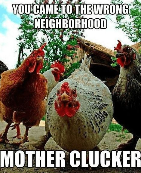 17 Chicken Memes That Will Put a Big Smile On Your Face - I Can Has Cheezburger? Chickens And Roosters, Chicken Humor, Raising Chickens, Chickens Backyard, Chicken Coop, Bones Funny, Farm Life, Coop, Funny Cute