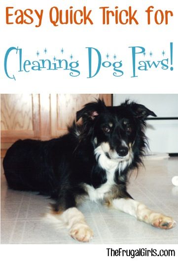 When Fido’s paws get dirty, simply reach for the Baby Wipes!  A quick wipe of the paws before hopping in the car or heading back in the house after a walk will keep those carpets and upholstery SO much cleaner! Dog Paw Washing Station Diy, Dog Paw Wash, Paw Cleaning Station, Cleaning Dog Paws, Dog Paw Washing Station, Paw Washing Station, Dog Paw Cleaning Station, Dog Tricks Easy, Homemade Dog Shampoo