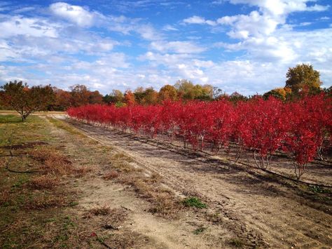 lovely color for fall and winter seasons and delicious blueberries in the summer! - DiMeo Blueberry Farms & Blueberry Plants Nursery Blueberry Tree, Plants Nursery, Raspberry Plants, Blueberry Farm, Blueberry Plant, Berry Plants, Plant Varieties, Organic Blueberries, Berry Bushes