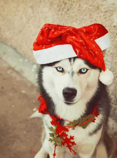 #merry #huskmas Christmas Husky, Unique Dog Breeds, Husky Pics, Most Beautiful Dogs, Husky Funny, Cute Husky, Husky Mom, Husky Lover, Merry Christmas Images