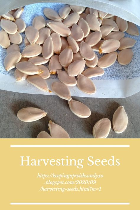 How To Dry Pumpkin Seeds To Replant, Fall Sowing Seeds, Harvesting Seeds, Saving Seeds, Squash Seeds, Black Thumb, Growing Pumpkins, Pumpkin Leaves, Pumpkin Farm