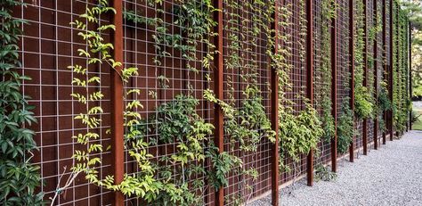 Green Facade, Entry Wall, Live Oak Trees, Cedar Creek, Metal Fence, Small Space Gardening, Facade Architecture, Fence Design, Garden Fence