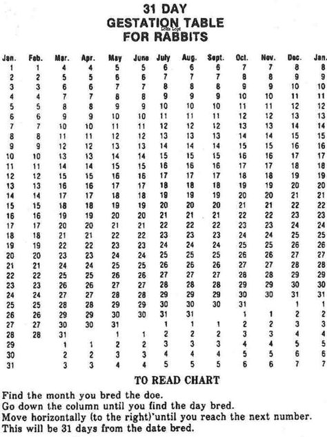 31 day gestation table rabbit breeding Rabbit Colony, Bunny Tips, Giant Rabbits, Rabbit Farming, Rabbit Hutch Plans, Rabbit Information, Raising Rabbits For Meat, Show Rabbits, Rabbit Behavior