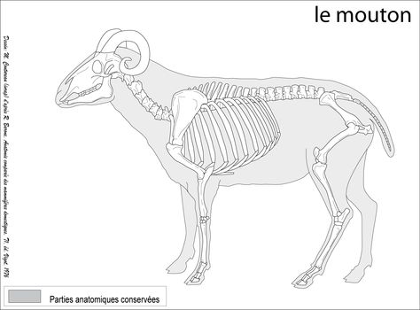 Ovis aries, domestic sheep Ram Anatomy, Sheep Anatomy, Lamb Skeleton, Sheep Skeleton, Sheep Anatomy Study, Animal Bone Anatomy, Cow Skeleton Anatomy, Wolf Bone Structure, Wolf Anatomy Skeleton