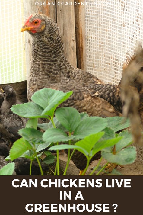 Greenhouse Chicken Coop Ideas, Garden Greenhouse Chicken Coop, Diy Greenhouse Chicken Coop, Greenhouse To Chicken Coop, Greenhouse With Chicken Coop Attached, Chicken Coop Attached To Greenhouse, Greenhouse For Chickens, Greenhouse With Chicken Coop, Chicken Coop Alternatives