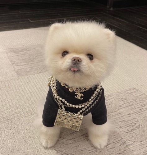 Mini Pomeranian, Puppy Pomeranian, Rich Dog, Dog Mommy, Designer Dogs, Cute Dog Clothes, Mini Dogs, Pomeranian Dog