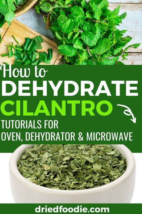 Dehydrating Cilantro In Dehydrator, How To Dry Herbs In Dehydrator, Dehydrating Herbs In Oven, How To Dry Cilantro In Oven, Dehydrated Herbs In Dehydrator, Drying Cilantro In Oven, How To Dry Cilantro, How To Dehydrate Herbs In Dehydrator, Dried Cilantro Uses