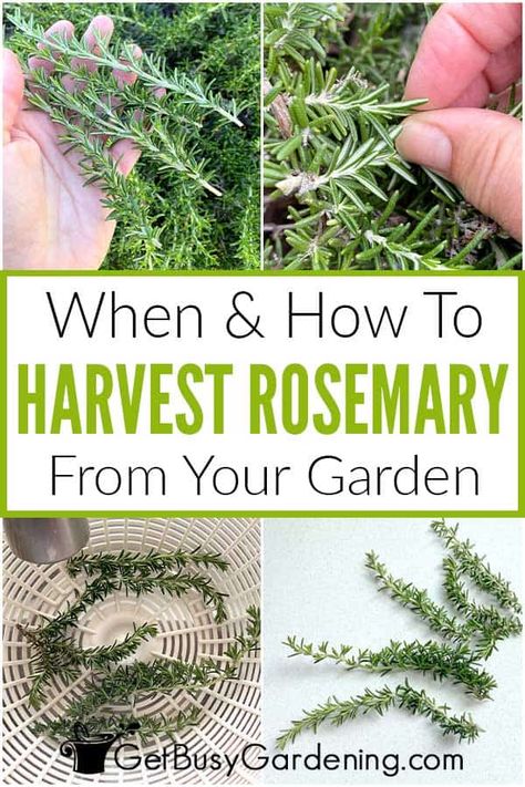 Herb Harvesting Guide, Harvesting Rosemary How To, How To Trim Rosemary Plant, How To Harvest Herbs, Harvesting Rosemary, Harvest Rosemary, Herb Sachets, Growing Rosemary, Garden 2023