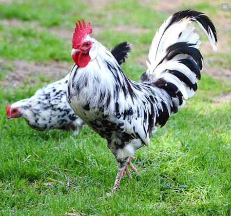 Leghorn Exchequer Egg Laying Chickens, Fancy Chickens, Black Chickens, Beautiful Chickens, Hen Chicken, Egg Laying, Chickens And Roosters, Chicken Breeds, Rare Breed