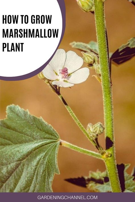 How to Grow Marshmallow Plant - Gardening Channel Marshmallow Herb, Marshmallow Plant, Preserve Fresh Herbs, Mallow Plant, Medicine Garden, Wild Food Foraging, Medicinal Herbs Garden, Florida Gardening, Herb Gardening