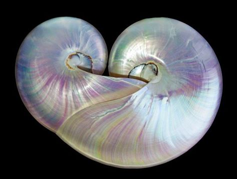 Nautilus Art, Chambered Nautilus, Nautilus Shell, Sea Horse, Mermaid Art, Pearl Shell, Sealife, Nautilus, Twin Flame