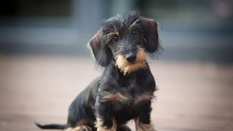 10 Reputable Wire Haired Dachshund Breeders In The U.S.