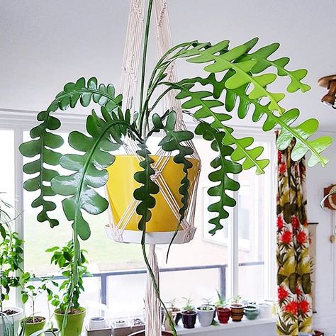 So shiny! Lovely plant and planter! 😍🤩 . . . #Repost @plantsofmieka ・・・ AT HOM Zig Zag Cactus, Plants Hanging, Plant Goals, 1960s Inspired, Best Indoor Plants, Pretty Plants, Cactus Flower, Plant Mom, Straight Lines