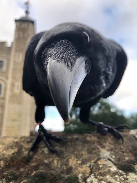 Crow Aesthetic, Pet Raven, Crow Pictures, Jackdaw, Crows Ravens, Pretty Animals, Silly Animals, Pretty Birds, Cute Birds