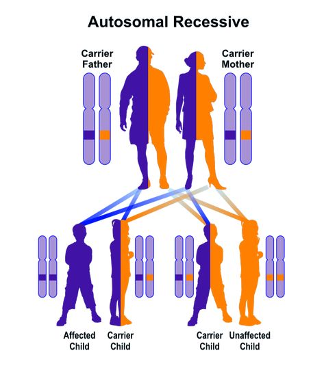 In order for autosomal recessive disorders to be expressed, offspring generally must inherit two mutations, one from each carrier parent.  Carriers with only one mutation, such as the parents, do not have clinical disease.  Note that carrier parents can expect that 1 in 4 children (25%) will inherit both mutations and have the disorder, 2 in 4 children (50%) will be carriers like their parents, while 1 in 4 children (25%) inherit neither mutation. Nursing Binder, Nurses Life, Color Vision Deficiency, Teeth Diseases, Color Vision, Ap Biology, Biomedical Engineering, Genetic Mutation, Genetic Disorders