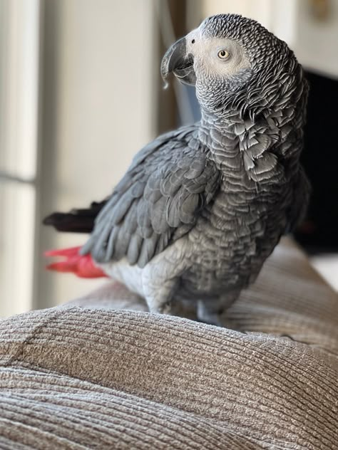 Say Hi to Paco our African Grey parrot. He loves to talk and copy all sounds that we make. He is 25 years old. African Parrot Grey, Grey Parrot Aesthetic, African Grey Parrot Aesthetic, Wild Eyes Elsie Silver Aesthetic, Wild Eyes Elsie Silver, African Gray Parrots, Parrot Aesthetic, Bird Enclosure, Amanda Richardson