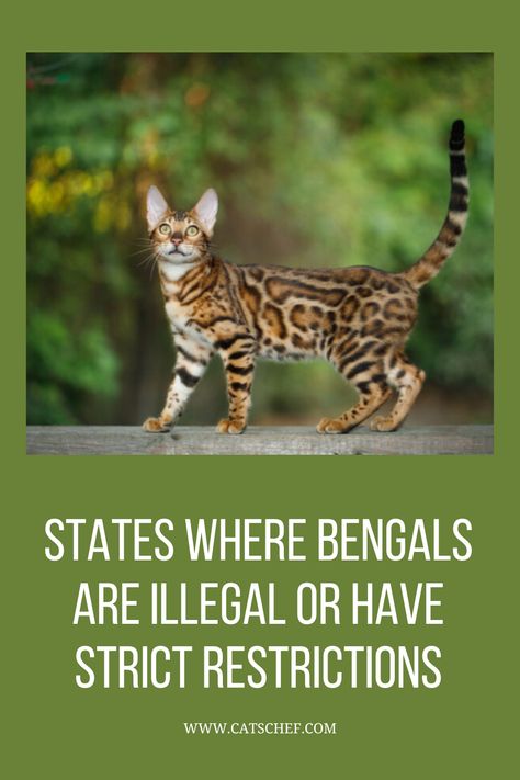 Some places, such as Hawaii, Seattle, and NYC, completely prohibit having a Bengal cat as your pet. All three of these states have strict legal restrictions when it comes to the ownership of wild cat hybrid species. Other states, however, are a little less strict when it comes to Bengals. #catschef #cat #cats #kitten #kittens #catlover #catlovers #catlife #catoftheday #meow #pets #cute #love #animals #animallovers #kitty #kittycat #persiancat #mainecoon #ragdollcat #siberiancat #bengalcat Bengal Cats, Mink Bengal Cat, Bengal Cat Colors, Bengal Cat Toys, Bengal Cat Breeders, Bengal Cat For Sale, Bengal Kittens For Sale, Bengal Cat Snow, Bengal Cat Personality