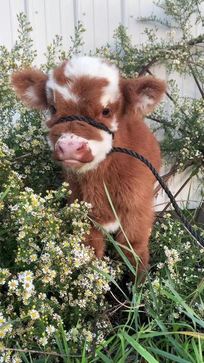 Fluffy Farm Animals, Cute Wild Animal Pictures, Holstine Cows, Miniature Highland Cow, Chunky Animals, Cute Baby Goats, Cute Animal Pics, Country Animals, Adorable Baby Animals