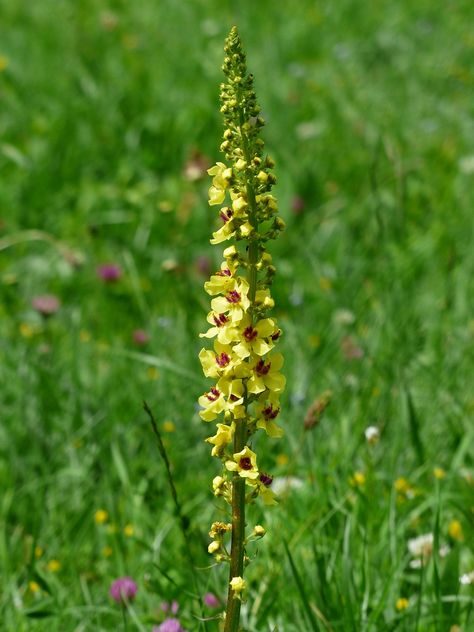 Black Mullein Verbascum Nigrum - Free photo on Pixabay Horticulture, Free Pictures, Natural Health, Yellow Flowers, Free Photos, Perennials, Stock Images Free, Wild Flowers, Yellow