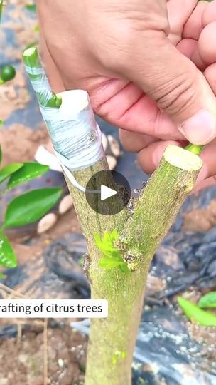 Grafting Fruit Trees, How To Grow Plants, Citrus Trees, Grow Plants, Citrus Fruit, Growing Plants, Fruit Trees, How To Grow, To Grow