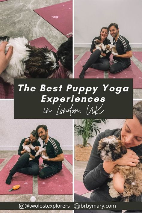 couple holding shih tzus at puppy yoga in London Puppy Yoga, London Guide, Travel Guide London, Romantic Things To Do, Best Puppies, Romantic Things, Things To Do In London, Shih Tzus, Yoga Classes