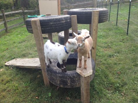 Our new tire and wood goat toy. Goat Tire Toys, Tires For Goats, Goat Enclosure Ideas Diy, Diy Goat Toys, Totes Ma Goats, Goat Toys, Goat Playground, Happy Goat, Goat Pen