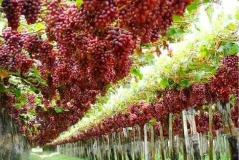 Take you where it is so beautiful ! . Blooming Harvesting Of Grape fruitz .....Vineyard. Grape Vine Decor, Grape Orchard, Raised Garden Designs, Al Kahfi, Vine Trellis, Vegetable Harvest, Vertical Farming, Farm Lifestyle, Chicago Architecture