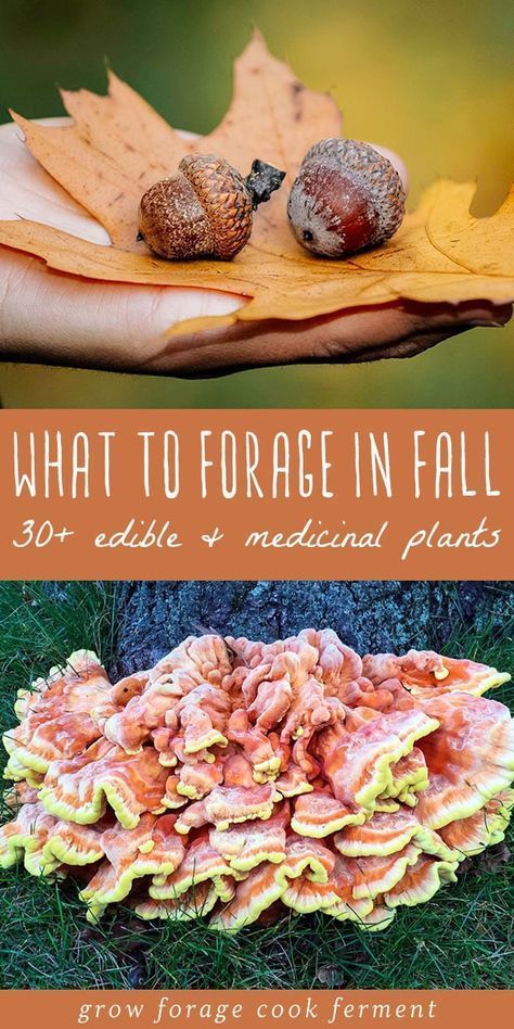 Learn about what to forage in fall! Autumn is an abundant time for foraging and wildcrafting. Fall foraging includes berries, nuts, roots, and mushrooms. #fall #foraging #forage #wildcrafting #autumn #acorns #mushrooms #berries #roots #foraging #edibleflowers Fall Foraging, Plants And Mushrooms, Medical Plants, Wild Foraging, Wild Food Foraging, Food Foraging, Foraging Recipes, Edible Wild Plants, Foraged Food