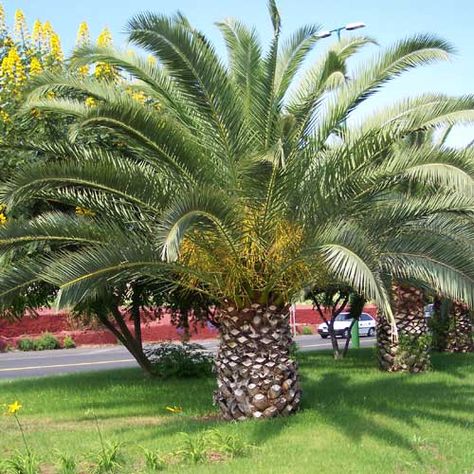 My favourite tree! palmera canaria Palm Tree Landscaping Ideas, Palm Tree Landscaping, Tree Landscaping Ideas, Date Palm Tree, Tree Landscaping, Date Palms, Canary Island Date Palm, Date Palm, Front Yard Design