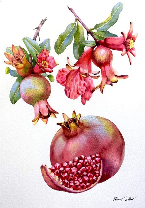 Pomegranate Drawing, Avocado Painting, Contemporary Botanical Art, Pomegranate Art, Popular Paintings, Watercolor Fruit, Botanical Illustration Vintage, Artist Palette, Desenho Tattoo