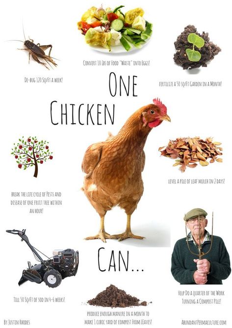 Chickens have many contributions to your homestead. Reban Ayam, Leaf Mulch, Prairie Homestead, Chicken Poster, Backyard Chicken Farming, Chicken Garden, Keeping Chickens, Backyard Chicken Coops, Mini Farm