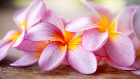 Frangipani Meaning, Frangipane Flower, Candle Color Meanings, Hawaiian Leis, Frangipani Flower, Draw Flowers, Plumeria Flowers, Essential Oil Blends Recipes, Hawaiian Flower