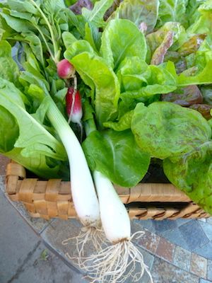 Jump start spring with lettuces, radishes, onions. Many are frost tolerant. Wilted Lettuce Recipe, Lettuce Recipe, Lettuce Recipes, Wilted Lettuce, Mini Gardens, Growing Gardens, Salad Dressings, Radishes, Baby Spinach